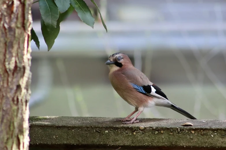 a bird sitting on a ledge next to a tree, a portrait, inspired by Melchior d'Hondecoeter, trending on pixabay, happening, blue-eyed, full body close-up shot, with a pointed chin, walking towards camera