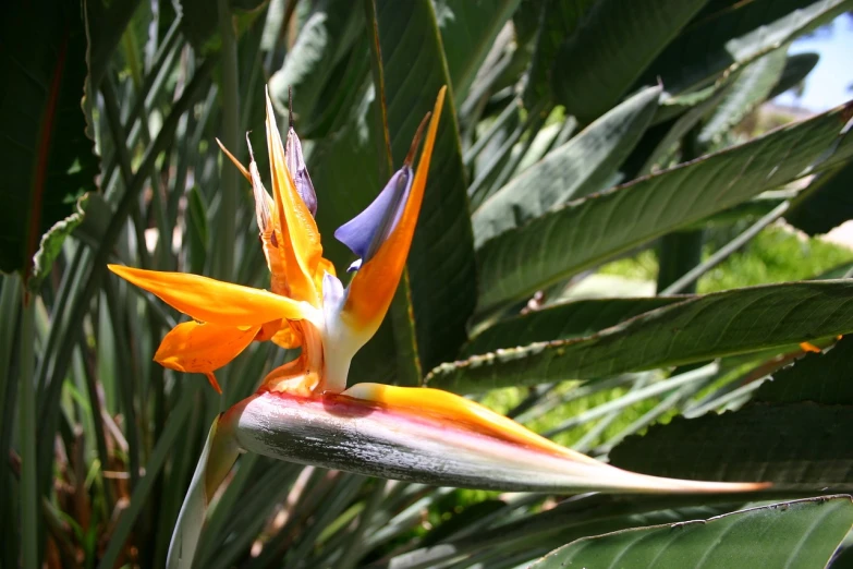 a close up of a bird of paradise flower, flickr, orange purple and gold ”, in marijuanas gardens, wide shot photo, tropical flower plants