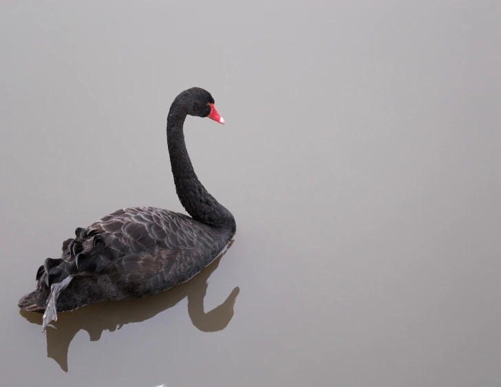 a black swan floating on top of a body of water, shutterstock, overcast weather, document photo, year 2447, high res photo