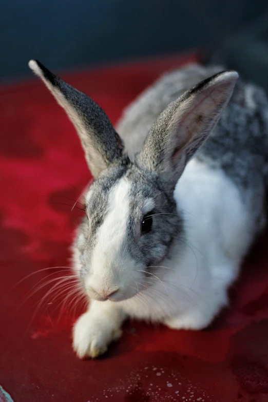 a gray and white rabbit sitting on top of a red blanket, a portrait, flickr, closeup photo, many details, shiny soft skin, big ears