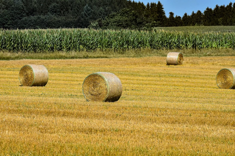 hay bales in a field with corn in the background, by Karl Pümpin, precisionism, trio, sweeping landscape, round format, there was a noise