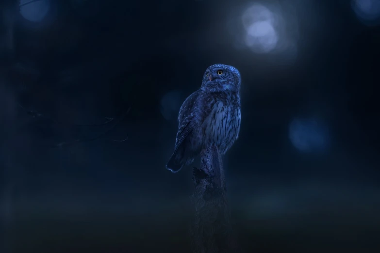 a small owl sitting on top of a tree stump, by Adam Marczyński, digital art, dramatic moonlight lighting, beautiful art uhd 4 k, dark blue, high quality fantasy stock photo