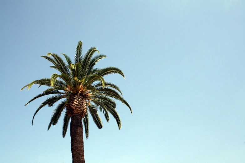 a palm tree in front of a clear blue sky, minimalism, los angelos, hot summer day, all rights reserved, wallpaper”