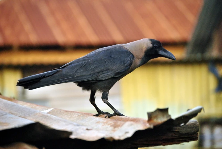 a black bird standing on top of a roof, by Gonzalo Endara Crow, flickr, hurufiyya, on a wooden plate, jamaica, male emaciated, very sharp photo