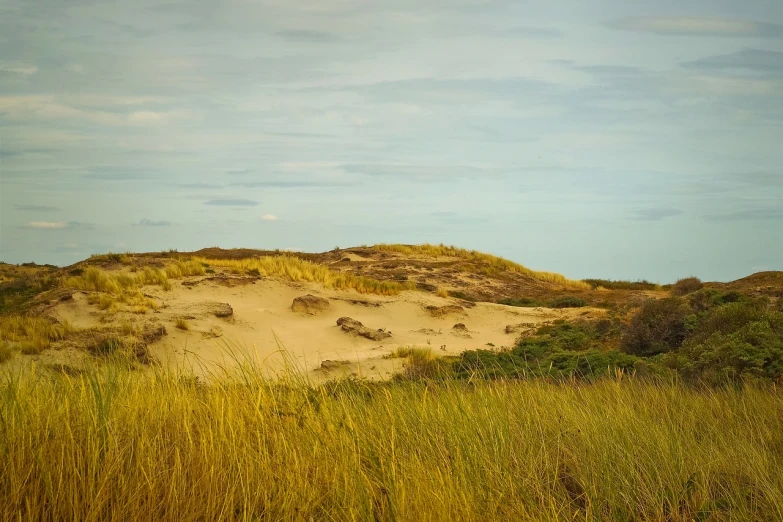 a person riding a surfboard on top of a sandy beach, a photo, fine art, marsh vegetation, boston, golden grasslands, top of the hill