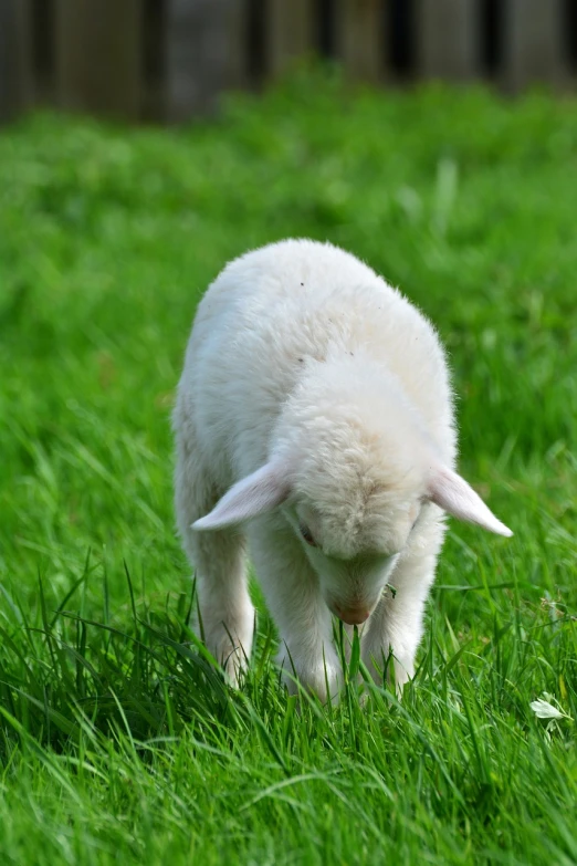 a small white lamb standing on top of a lush green field, shutterstock, romanticism, albino dwarf, grazing, very sharp photo