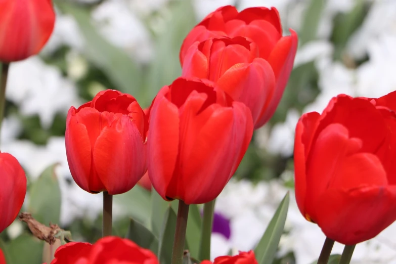 a field of red tulips with white flowers in the background, a picture, romanticism, beautiful flower, closeup photo
