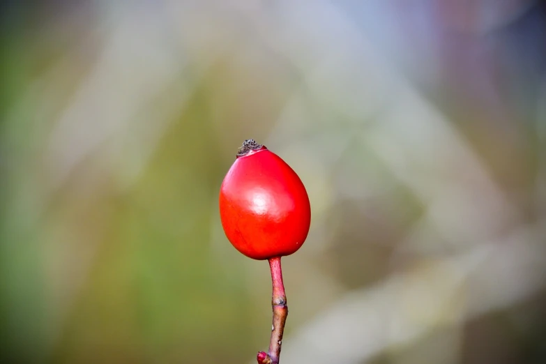 a close up of a red flower with a blurry background, bauhaus, dead fruits, close-up product photo, red oval turban, tourist photo