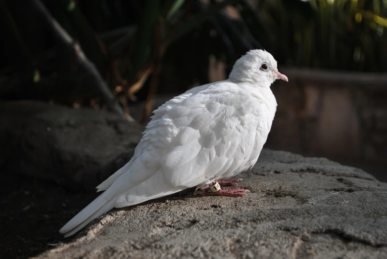 a white bird sitting on top of a rock, a pastel, shutterstock, arabesque, majestic big dove wings, on the sidewalk, white skin, dim lit