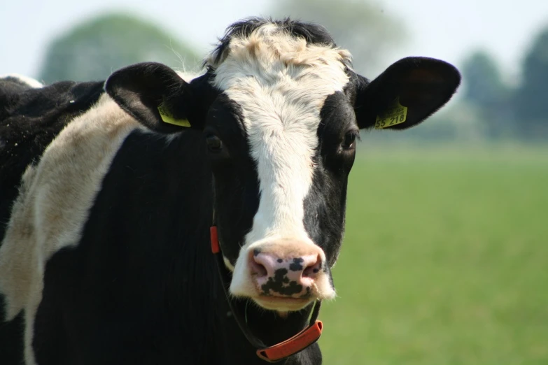 a black and white cow standing in a field, a picture, by Jan Tengnagel, istockphoto, closeup at the face, monitor, wikimedia