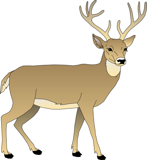 a deer standing in front of a black background, an illustration of, he is a white male from vermont, clean lineart and color, cel-shaded:17, slightly larger nose