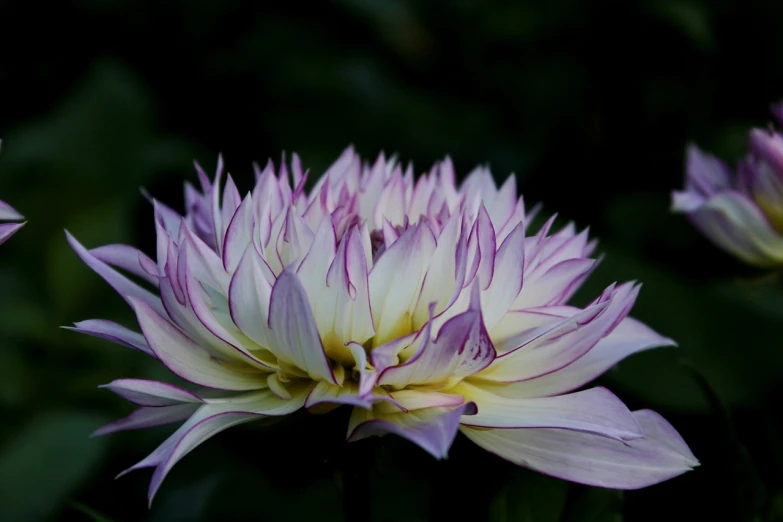 a close up of a purple and white flower, a picture, arabesque, dahlias, shot from professional camera, intense albino, japanese related with flowers