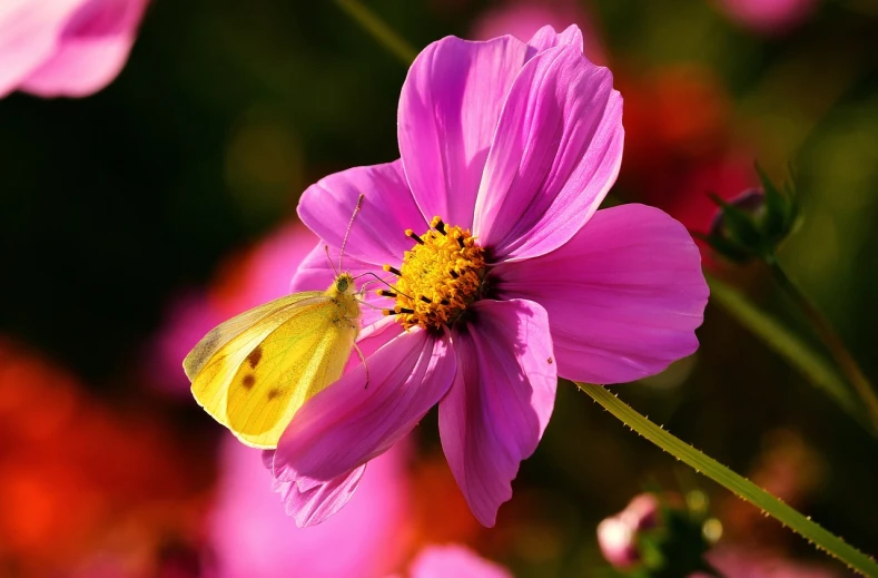 a yellow butterfly sitting on top of a pink flower, by Armin Baumgarten, flickr, romanticism, miniature cosmos, beijing, autum, with a long white