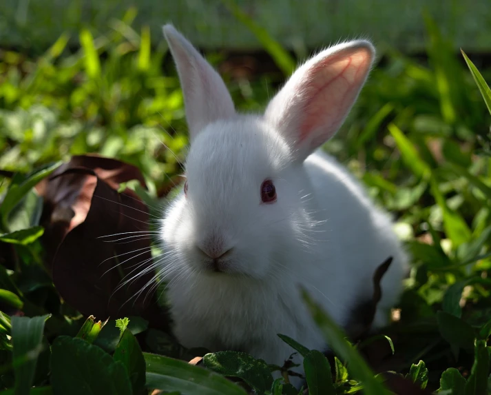 a white rabbit is sitting in the grass, a photo, shutterstock, renaissance, sitting on a leaf, full face shot, hard lighting!, bangalore