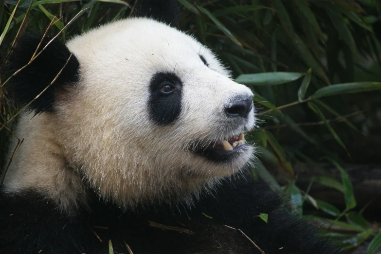 a panda bear that is sitting in the grass, a portrait, flickr, wikimedia commons, 2 0 1 0 photo, from china, closeup of the face