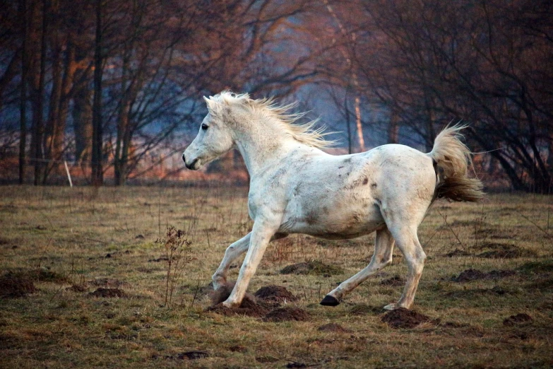 a white horse running in a field with trees in the background, a portrait, arabesque, iphone wallpaper, in an evening autumn forest, fur with mud, 4 0 9 6