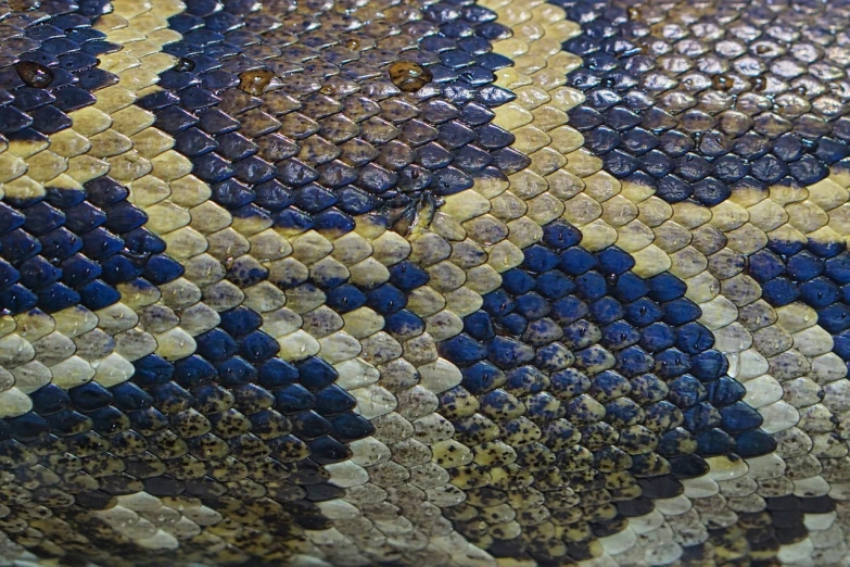 a close up of a blue and yellow snake skin, flickr, portrait of a big, hexagonal, wisconsin, shot on sony alpha dslr-a300