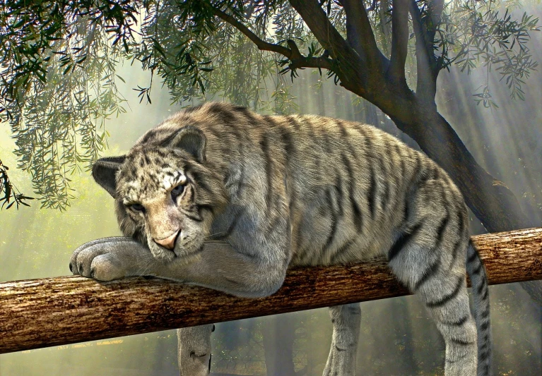 a tiger laying on top of a tree branch, an illustration of, by Alvan Fisher, trending on pixabay, 3d cg, snow leopard, blue siberian forest cat, sweet dreams