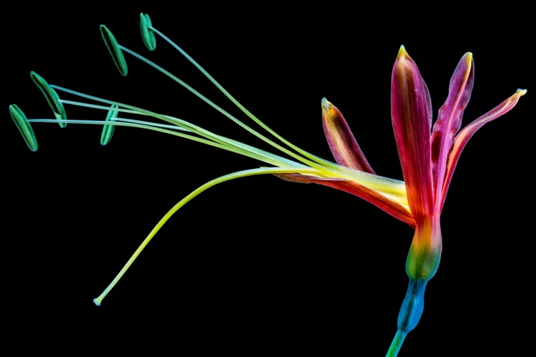 a close up of a flower on a black background, by Peter Scott, tendrils of colorful light, birds of paradise, glowing - thin - wires, playful composition