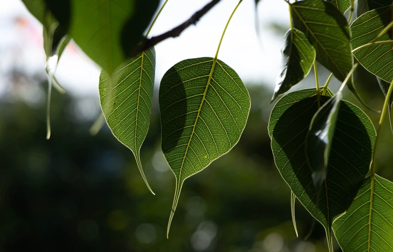 a bunch of green leaves hanging from a tree, a picture, by Jan Rustem, hurufiyya, glowing veins of white, big leaf bra, tawa trees, clear detailed view