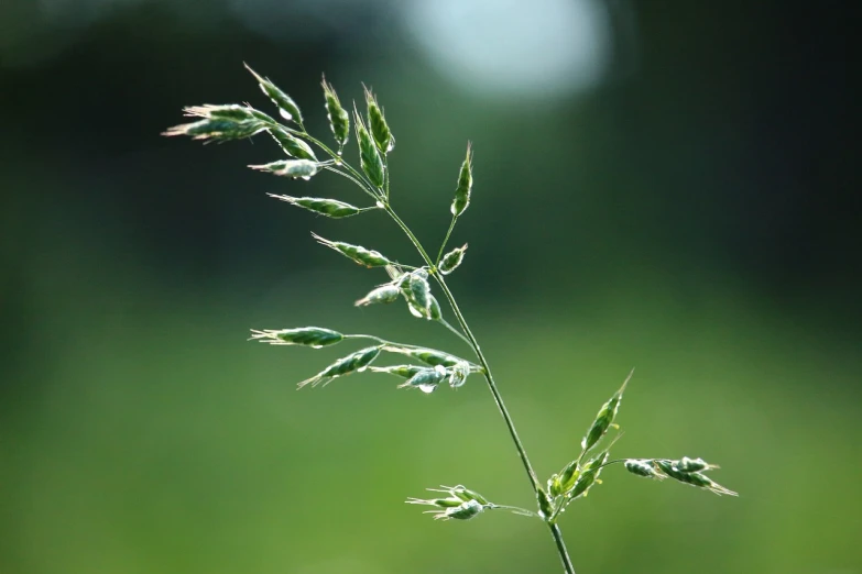 a close up of a plant with a blurry background, by Hans Schwarz, green meadows, malt, simple composition, dendrites