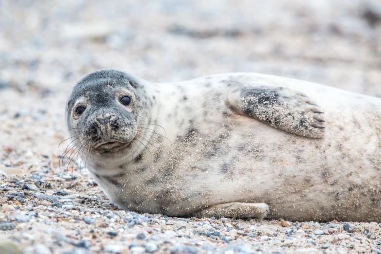 a close up of a seal laying on a beach, a portrait, by Robert Brackman, shutterstock, bashful expression, spotted, portrait n - 9, petite
