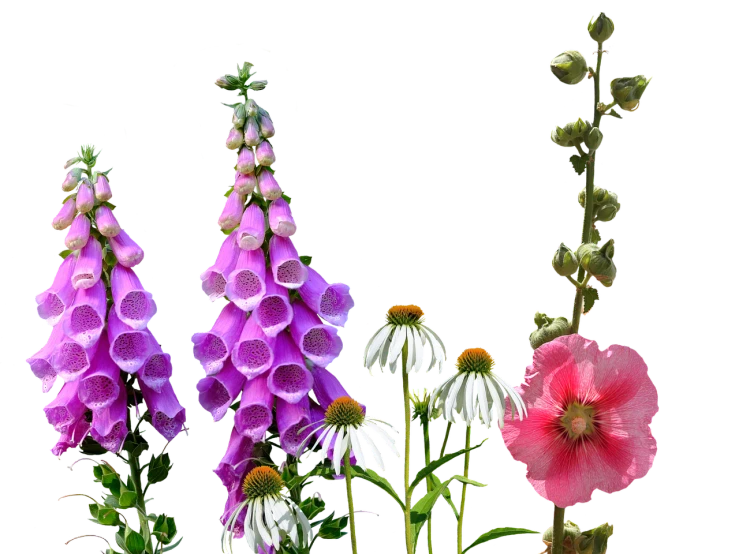 a bunch of flowers that are in a vase, a digital rendering, by Susan Heidi, flickr, renaissance, bells, in a cottagecore flower garden, in a row, with a black background