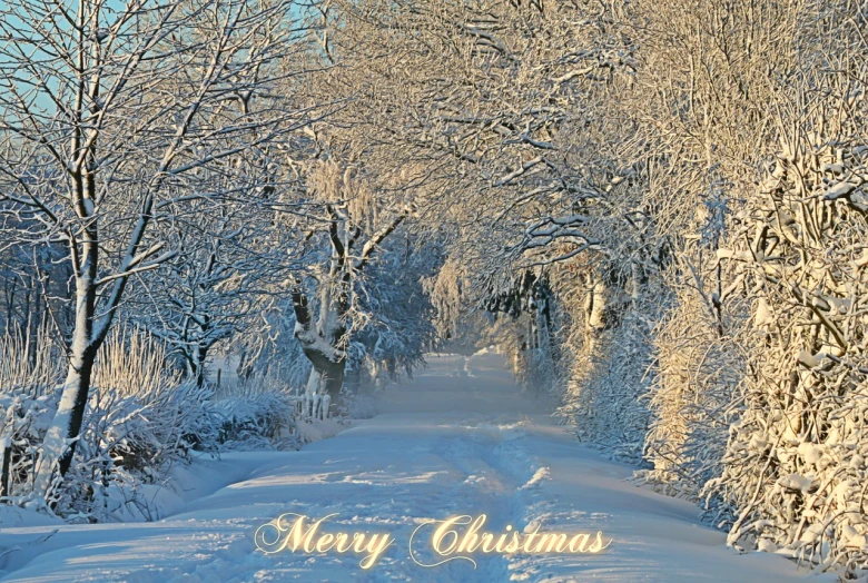 a snowy road lined with trees covered in snow, a photo, inspired by Arthur Burdett Frost, fine art, card, draped in shiny gold and silver, christmas, the sun is shining. photographic