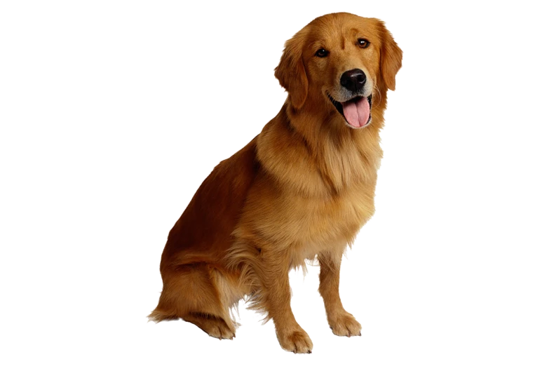 a golden retriever sitting in front of a black background, a digital rendering, istockphoto, on clear background, gif, edited in photoshop