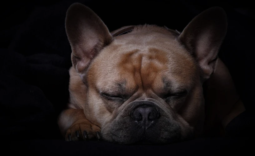 a close up of a dog sleeping on a bed, by Jan Tengnagel, pixabay contest winner, against a deep black background, french bulldog, portrait mode photo, deep colour\'s