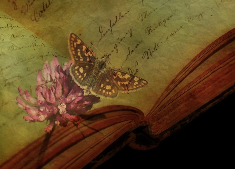 a close up of an open book with a butterfly on it, by Cindy Wright, romanticism, old manuscript, still from nature documentary, clover, composite