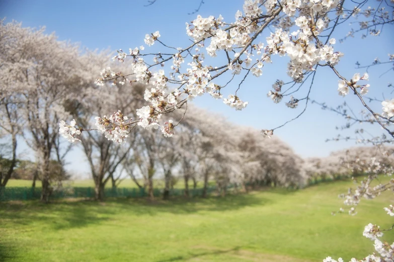 a bunch of trees that are in the grass, a tilt shift photo, by Kiyohara Tama, shutterstock, shin hanga, sakura blooming on background, photographic print, stock photo