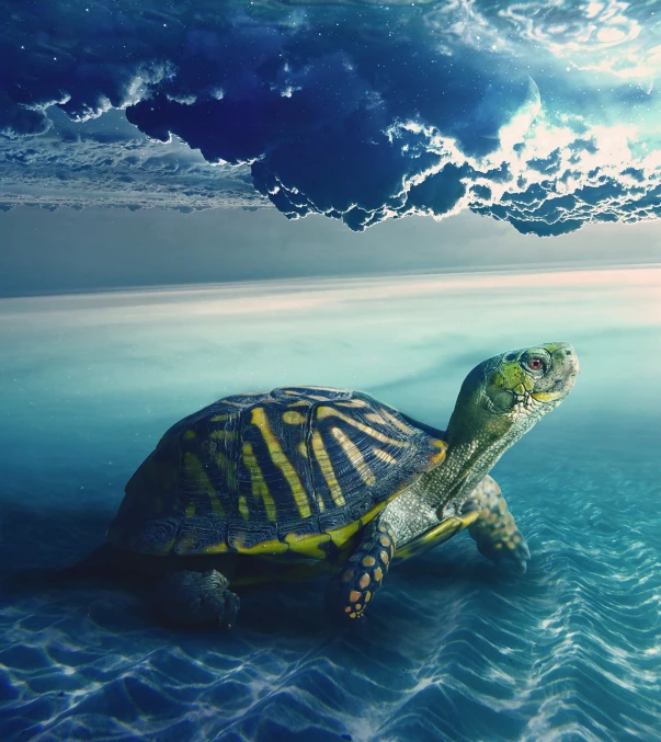 a turtle swimming in the ocean under a cloudy sky, renaissance, photo illustration, full body close-up shot, photorealistic illustration