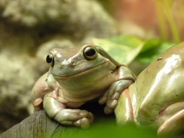 a couple of frogs sitting on top of a leaf, a portrait, flickr, renaissance, light pink tonalities, in the zoo exhibit, closeup of arms, very slightly smiling