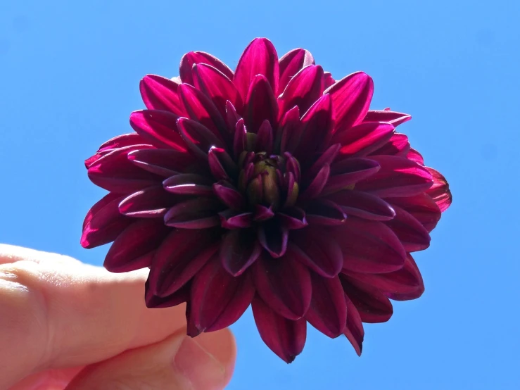 a hand holding a purple flower against a blue sky, by Anna Haifisch, precisionism, dahlias, beautiful flower, black flowers, purple and red