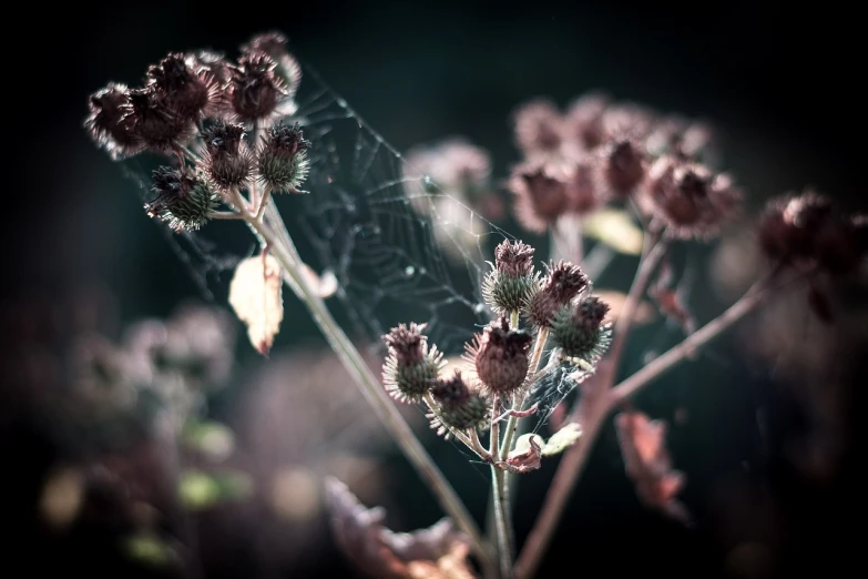 a close up of a spider web on a plant, a macro photograph, inspired by Elsa Bleda, art photography, dead plants and flowers, with a spooky filter applied, wild flowers, photo taken with canon 5d