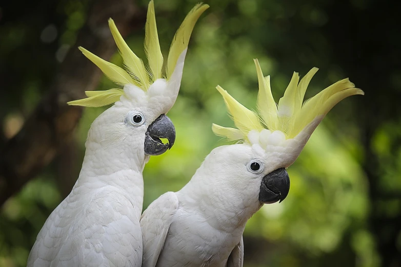 a couple of white birds standing next to each other, a portrait, by Peter Churcher, bali, istock, huge spines, parrot on head