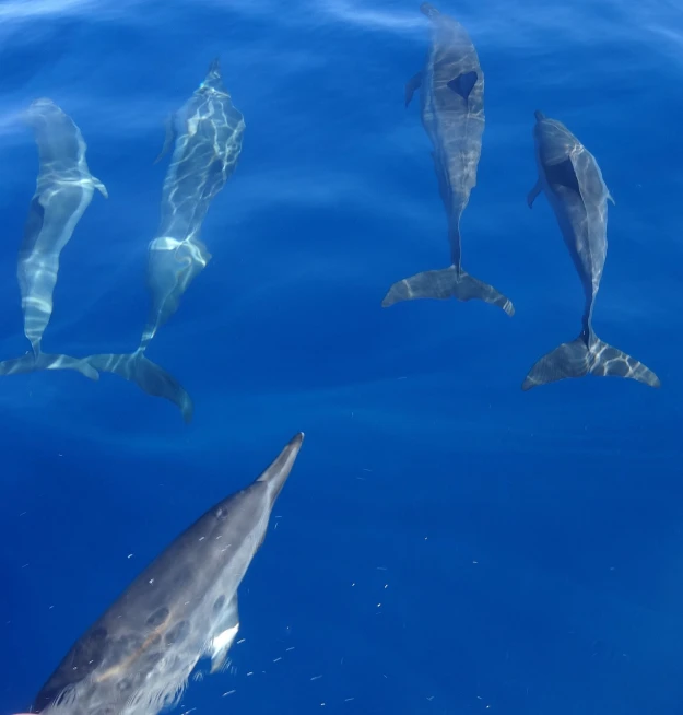 a group of dolphins swimming in the ocean, by Daniel Taylor, hurufiyya, on the bow, shades of blue and grey, marbella, family friendly