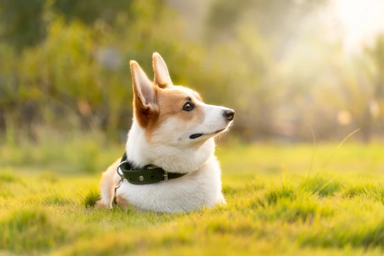 a dog that is laying down in the grass, a portrait, by Niko Henrichon, shutterstock, corgi, wearing collar on neck, sunrise light, transparent background