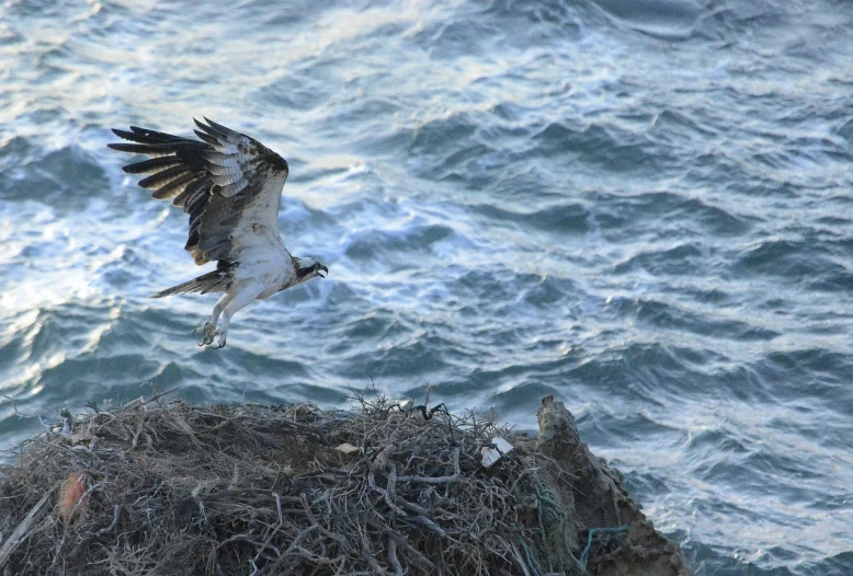 a bird that is flying over some water, hurufiyya, in a nest, cliffside, talons, press photo