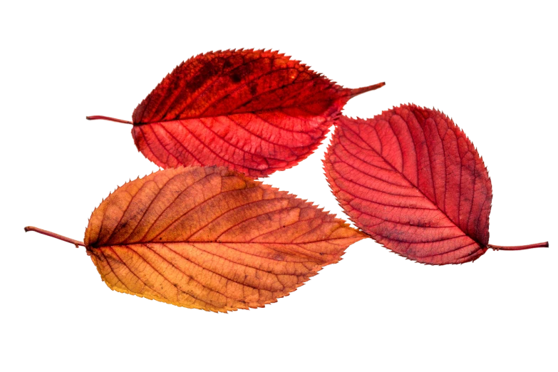 three red and yellow leaves on a black background, shutterstock, art photography, pink and red colors, miniature product photo, rendered in 4 k, late autumn