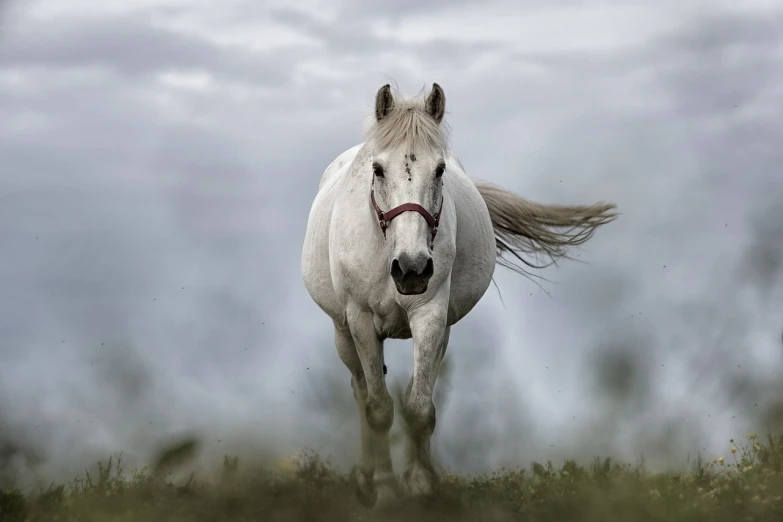 a white horse standing on top of a lush green field, a picture, by Matt Stewart, pixabay, running fast towards the camera, on a gray background, grey mist, low-angle shot