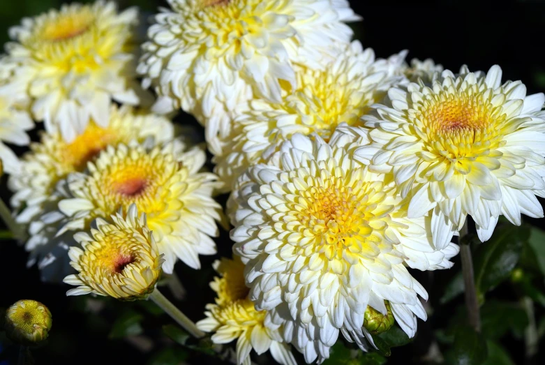 a bunch of yellow and white flowers in a vase, a macro photograph, chrysanthemum eos-1d, garden with flowers background, modern high sharpness photo