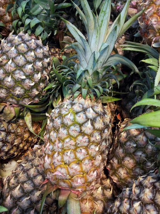 a pile of pineapples sitting next to each other, renaissance, nuttavut baiphowongse, outdoor photo, do you want to know, iphone detailed photo