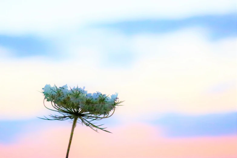 a close up of a flower with a sky in the background, a pastel, minimalism, twilight sky, pincushion lens effect, gypsophila, end of the day