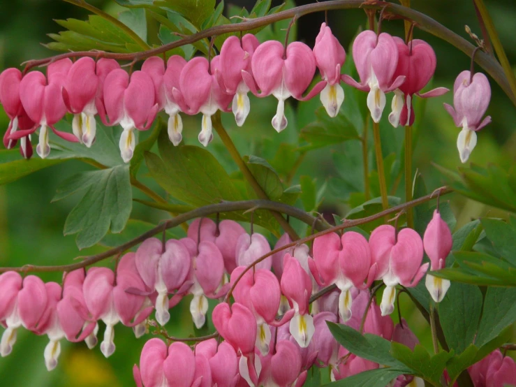 a close up of a plant with pink flowers, a photo, inspired by Edwin Dickinson, shutterstock, art nouveau, falling hearts, lush gardens hanging, hooded, 3 4 5 3 1