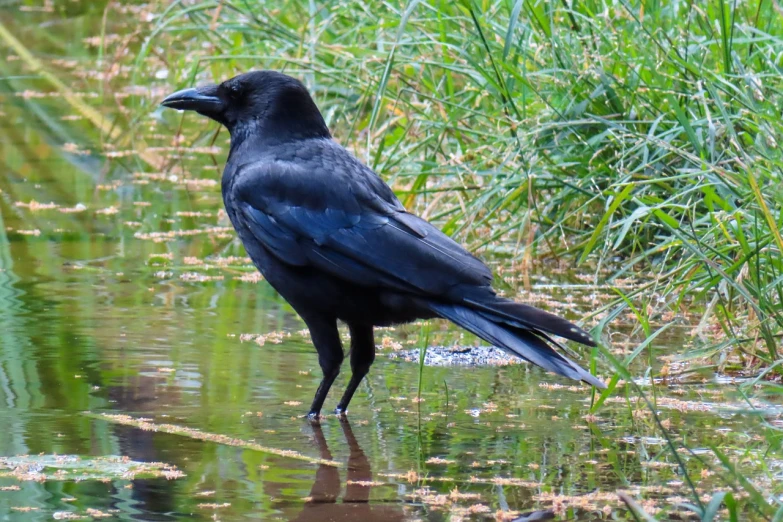 a black bird is standing in the water, inspired by Gonzalo Endara Crow, flickr, renaissance, srgb, dressed in black velvet, knee, swedish