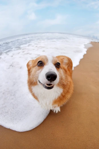 a brown and white dog standing on top of a sandy beach, by Matt Cavotta, shutterstock, photorealism, fish-eye, cute corgi, wave, a photo of the ocean