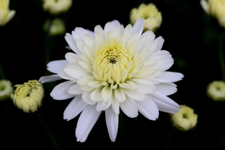 a close up of a white flower on a black background, a portrait, arabesque, chrysanthemums, close-up product photo