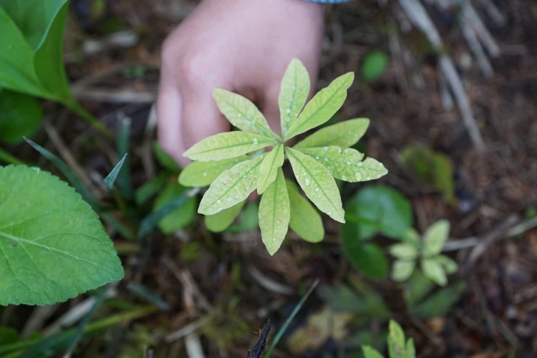 a person holding a green leaf in their hand, a photo, hurufiyya, summer siberian forest taiga, just after rain, servando lupini, high res photo